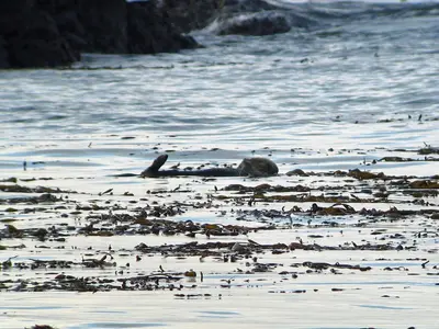 Sea Otter, Enhydra lutris - Flickr - GregTheBusker