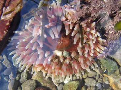 Ocean Wonders - Flickr - GregTheBusker (1)