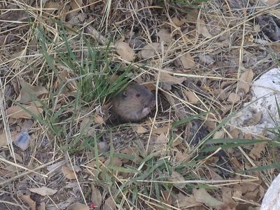 Rodent in Guadalupe Mountains National Park