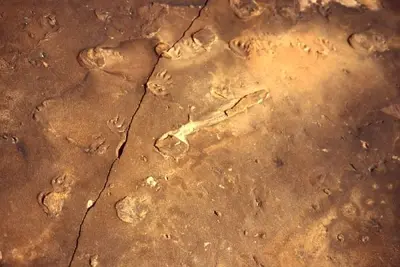Fossil Tracks (918191303)