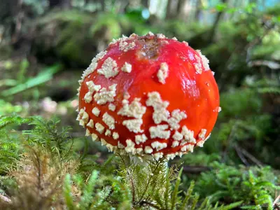 AmanitaMuscaria Tongass CMD 015 (52502177226)