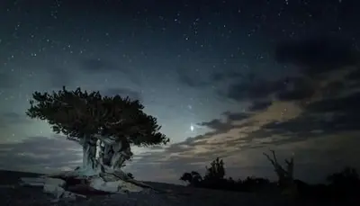 Bristlecone Pine against a starry sky at dusk
