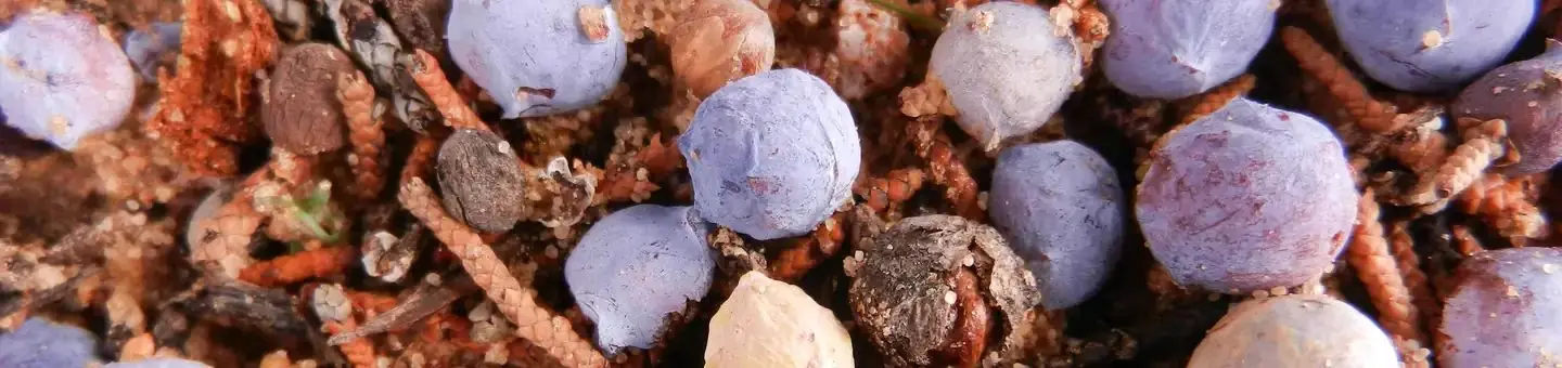 Close up of juniper berries and natural forest floor litter.
