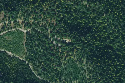 Tamarack 08a