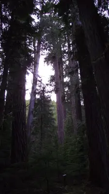 Cathedral Trees (WFP Site) - panoramio