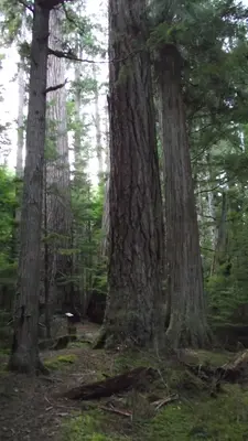 The trees are even bigger than they look - panoramio