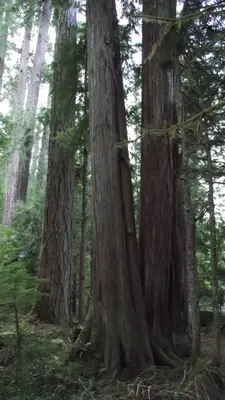 Giant Trees - panoramio