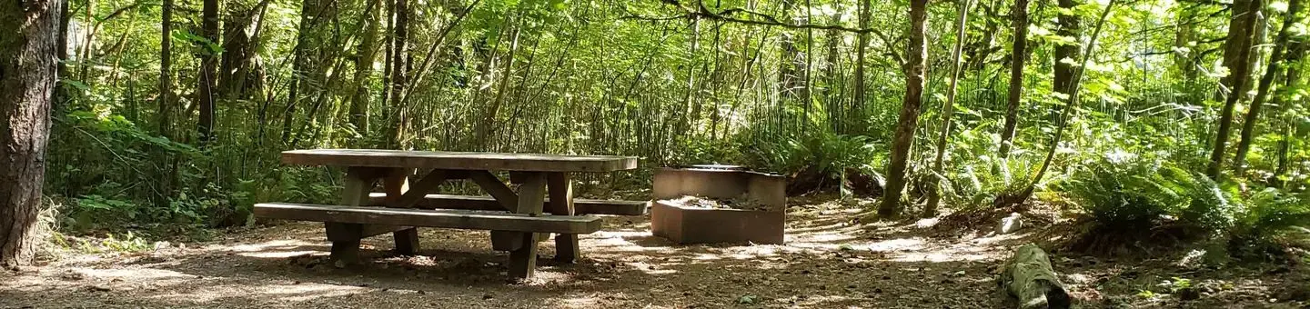 Secluded picnic Table and fire ring next to a sun dappled thicket.
