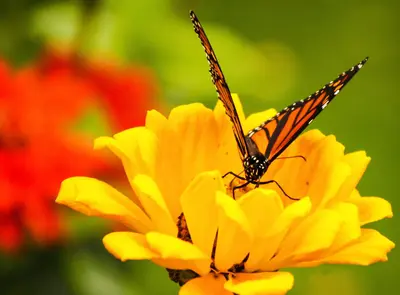 Monarch (37732429032)