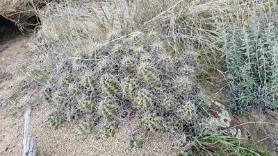 Echinocereus triglochidiatus triglochidiatus 8