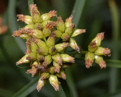 Flat-topped Goldenrod (Euthamia graminifolia) - Algonquin Provincial Park 2019-09-24