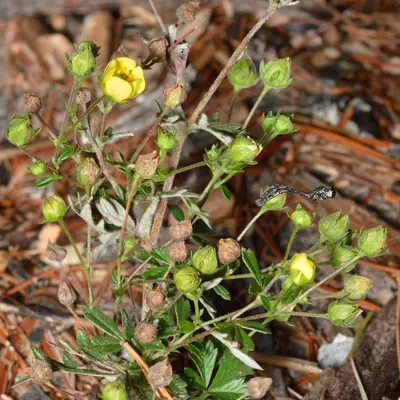 Silverleaf Cinquefoil (Potentilla argentea) - Algonquin Provincial Park 2019-09-24 (02)