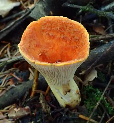 Turbinellus floccosus 577003