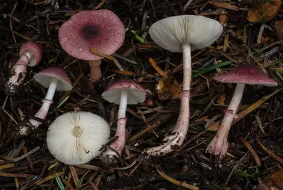 Lepiota decorata Zeller 819301