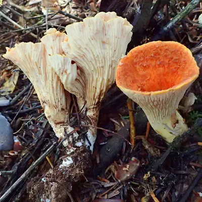 Gomphus floccosus 577004