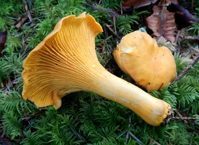 Cantharellus formosus 371201
