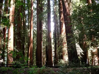 Richardson Grove State Park, CA - panoramio