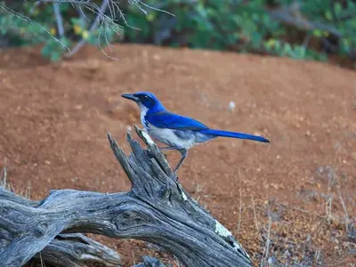 Island Scrub Jay sitting on a fallen branch