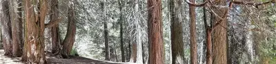 Holey Meadow