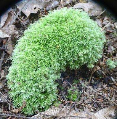 Leucobryum glaucum 161400661