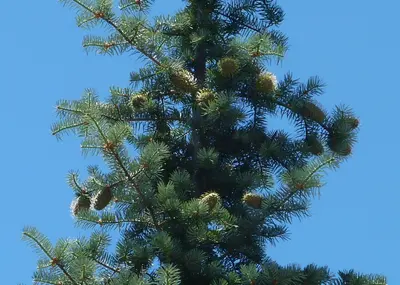 Abies bracteata 03 Bottcher's Gap