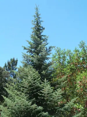 Abies bracteata 04 Bottcher's Gap