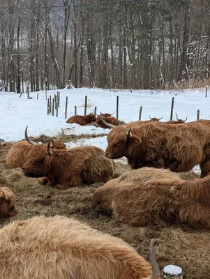 VacheHighland