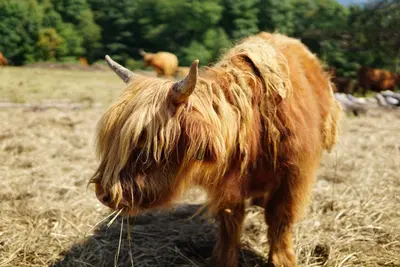 Highland cow in pasture Sutton Quebec