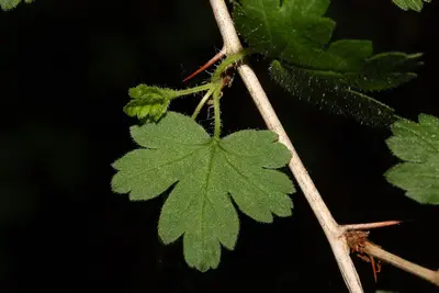 Ribes divaricatum 5379