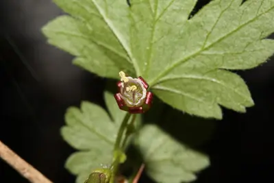 Ribes divaricatum 5385