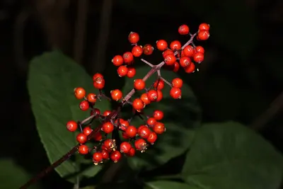 Sambucus racemosa 2942