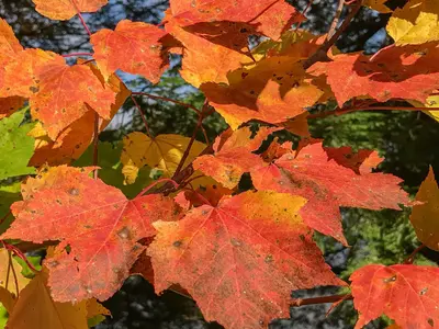 Red Leaves in Autumn - Emily Lake - Michigan (53839609785)