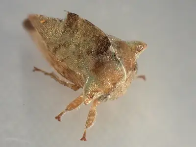 Telamonanthe sp