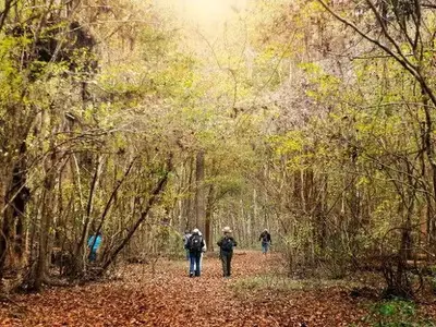 Hikers with a park ranger beneath fall colors at Congaree National Park