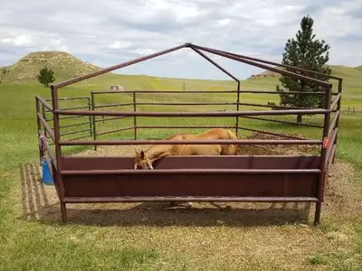 Horse in Corral