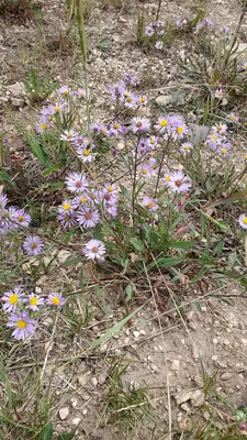 Symphyotrichum foliaceum 152585462
