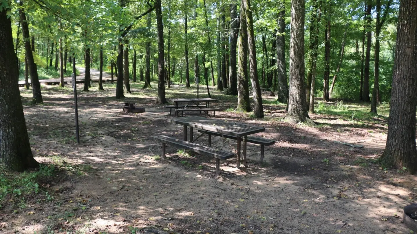 Picnic tables sitting under a shaded forest.