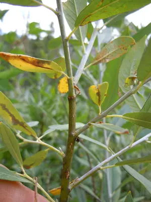 Salix lemmonii (5027509674)