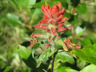 20130701 44 Indian Paint Brush (11789191454)