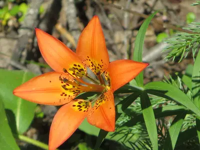 20130701 42 Tiger Lily (11789548486)