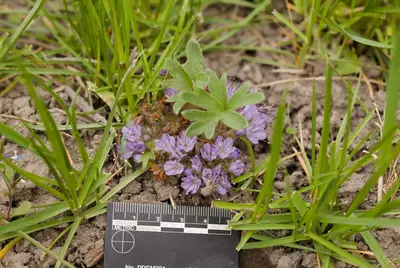 Hydrophyllum capitatum in Ochoco National Forest 1