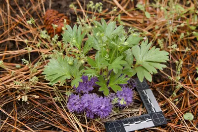 Hydrophyllum capitatum in Ochoco National Forest 2