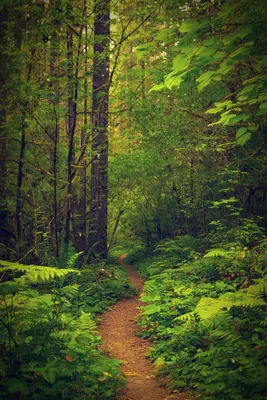 Trout Creek Trail to Rooster Rock, Oregon - panoramio