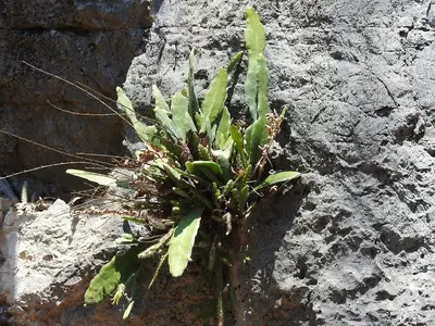 Disocactus crenatus 10