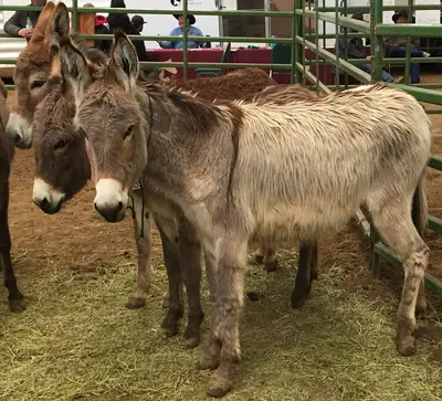 Ridgecrest Burros Mule Days (41286004264)