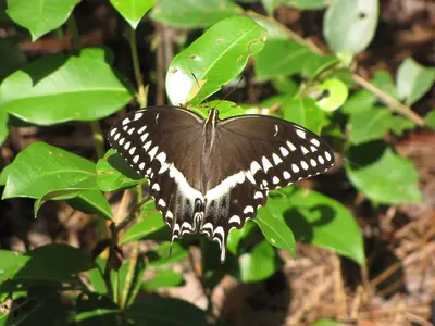 Swallowtail Butterfly (9601958225)