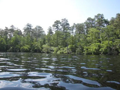 Jones Lake shore (27731784285)