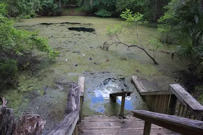 Catfish Hotel Sink from left, Manatee Springs State Park