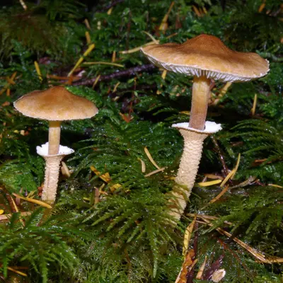 Cystoderma fallax p2277 v1