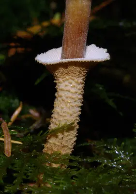 Cystoderma fallax p2299 v1